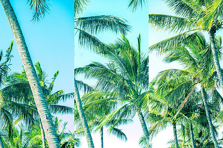 棕榈树热带树干蓝色天空太阳风景植物群绿色椰子异国图片