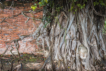 泰国Ayutthaya的Wat Mahadh树根上的古老长城和佛像头图片