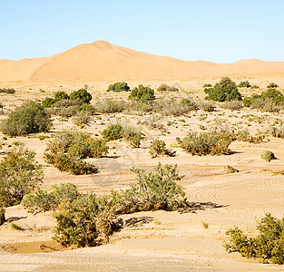 在摩洛科沙哈拉和岩石石的沙漠中的古老灌木化石沉积古生物学荒野地形环境沙丘碎石植物不育科学图片