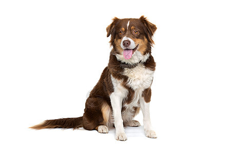 澳洲牧狗动物家畜纯种狗脊椎动物哺乳动物犬类白色工作室图片