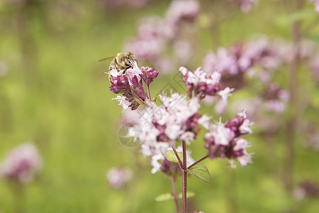 蜜蜂从紫花中采摘花粉图片