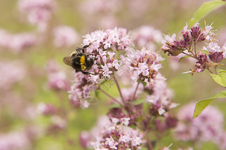 紫色植物收获花粉上的蜜蜂图片