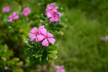 粉红玫瑰花绿色植物群植物宏观花瓣叶子花园白色玫瑰生长图片