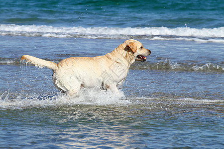 在海中游泳的黄色拉布拉多海滨波浪天空白色幸福猎犬橙子太阳宠物朋友图片