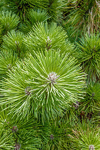 松锥和绿树枝松果环境针叶生活锥体绿色植物森林季节叶子云杉图片