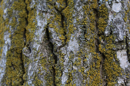 橡树皮绿色环境纹理苔藓橡木背景图片