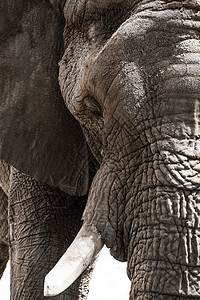 大象的特写肖像图片
