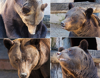 棕熊自然肖像图片