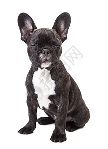 法国斗牛犬小狗黑色宠物动物工作室耳朵棕色哺乳动物白色婴儿血统图片