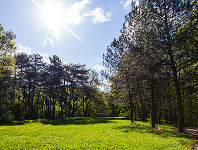绿林地貌森林绿色场景风景环境天空阳光公园旅行树木图片