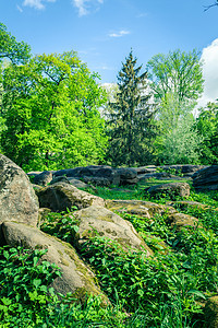 绿树和大石头森林场景绿色阳光公园假期蓝色天空乡村旅行图片