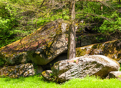 绿树和大石头森林环境旅行阳光乡村树木公园场景绿色假期图片