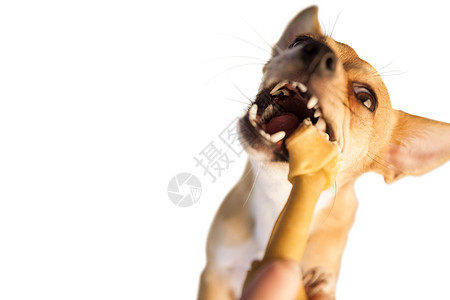嚼骨头玩具的可爱狗动物小狗小吃咀嚼家畜宠物背景图片