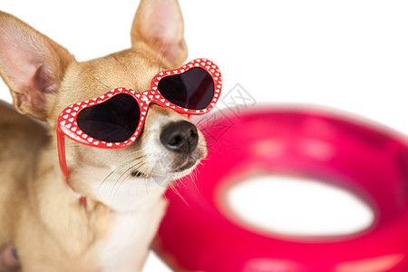 带心墨镜的可爱狗狗动物家畜宠物小狗太阳镜背景图片