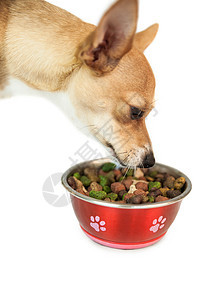 从碗里吃饭的可爱狗狗食物狗粮动物宠物家畜小狗图片
