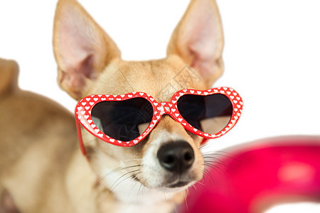 带心墨镜的可爱狗狗小狗宠物动物太阳镜家畜背景图片