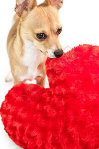 配垫子的可爱狗狗动物软垫红色小狗家畜枕头宠物图片