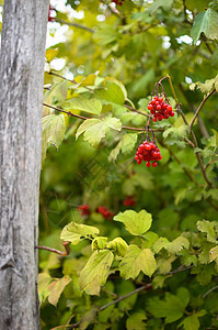 秋天的Rowanberry树丛季节性植物天空荒野红色植物群衬套水果浆果叶子图片