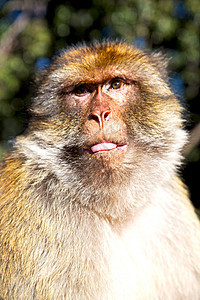 非洲摩洛哥的老猴子 动物群紧闭图片