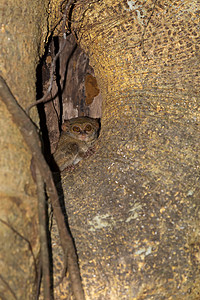 苏拉威西Tangkoko国家公园Tarsius光谱系国家荒野动物群野生动物眼睛动物旅行点点齿状濒危图片