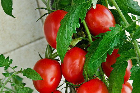 番茄和叶叶红色食物蔬菜饮食营养图片