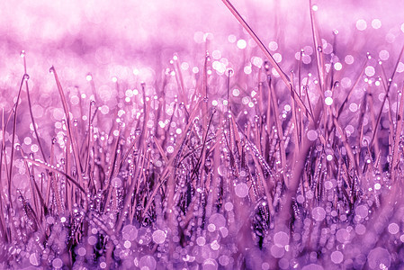 紫紫色的魔术性质图片
