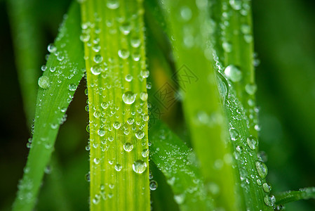 雨后草草图片