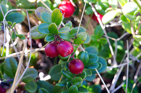 Cowberry 成熟林莓草丛 有选择的重点药品叶子绿色枝条荒野衬套季节浆果树木草本图片