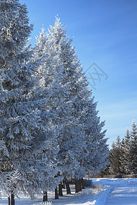 树枝上满有积雪水晶天空森林太阳林地温度植物蓝色城市叶子图片