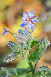 向星花 开花图片