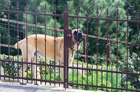 栅栏后卫犬图片