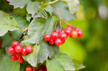 秋天的Rowanberry树丛植物群红色荒野季节森林枝条植物学水果季节性树叶图片