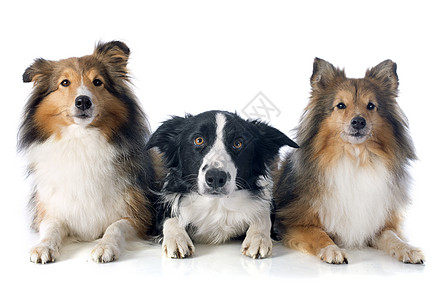 三只狗犬类白色动物团体女性黑色棕色宠物牧羊犬图片