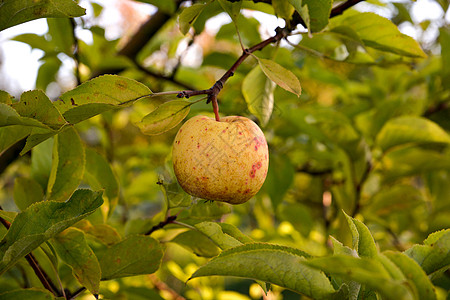 清晨果园里的苹果树叶疾病果实晴天饮食图片