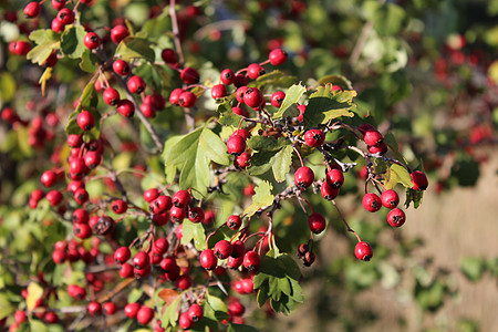 红莓果植物群季节植物学花梨木森林叶子浆果种子吸附荒野图片