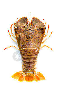 白头龙虾 龙虾莫雷顿湾虫 东方扁头乌龟拖鞋贝类餐厅小吃营养动物尾巴甲壳橙子美食图片