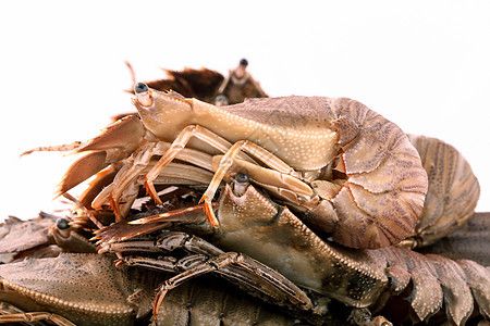 白头龙虾 龙虾莫雷顿湾虫 东方扁头乌龟烹饪餐厅贝类漏洞奢华海洋橙子烧烤甲壳食物图片