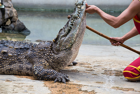 在泰国的鳄鱼表演爬虫农场旅行旅游危险演员手臂野生动物展示动物园图片