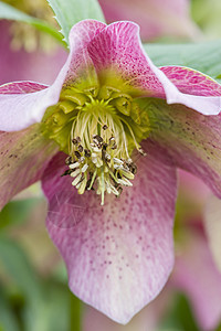 粉红花角雌蕊植物季节花园花蜜宏观绿色花瓣花粉粉色背景图片