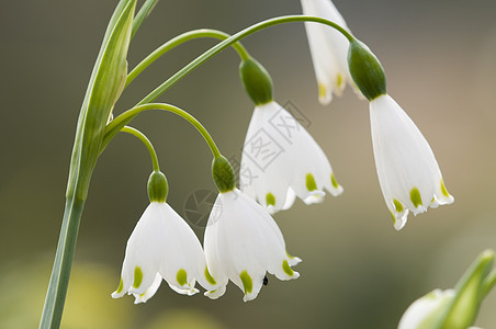 Leucojum 动脉 春雪花 花朵宏观草本水仙花植物季节雪花白术背景图片