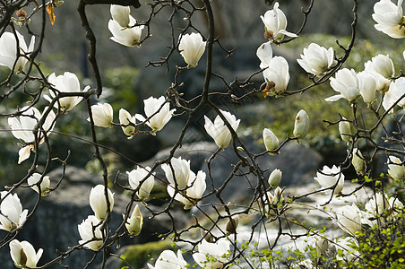 白木兰花植物花园白色花瓣季节灌木图片