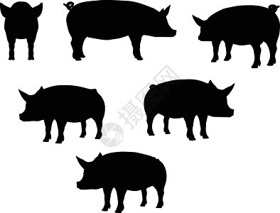 猪轮光影白色野猪插图草图冒充尾巴尖叫者姿势猪肉阴影图片
