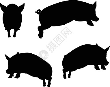 猪轮光影冒充猪肉草图插图阴影尖叫者姿势白色野猪图片