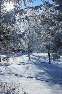 树枝上满有积雪林地季节下雪植物蓝色松树温度天气水晶风景图片