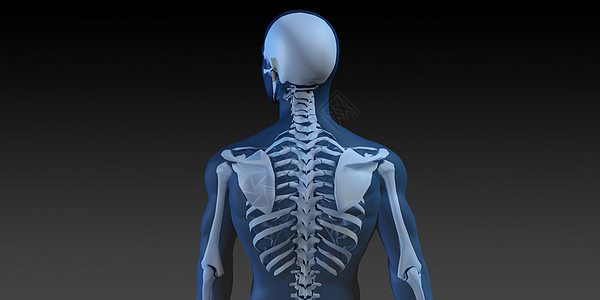 人体和骨骼的医学插图运动解剖学骨头椎骨蓝色技术脊柱渲染手臂科学图片