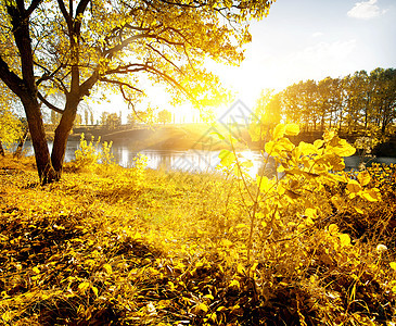 黄叶和河流图片