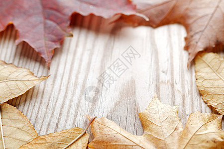 秋叶季节边界框架植物叶子红色黄色木头树叶图片