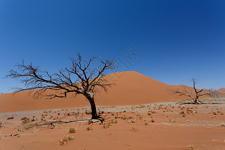 纳米比亚索苏苏夫莱省 Dune 45 Dune 45旅行公园荒野干旱风景纳米布沙丘冒险孤独橙子图片
