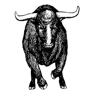 白背景的 公牛防御尾巴喇叭插图荒野野生动物危险农场奶牛库存图片