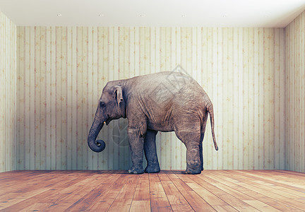 房间里的大象木地板墙纸棕色动物财产哺乳动物荒野野生动物公寓地面图片